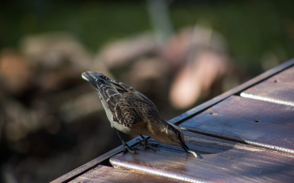 A vertical selective focus of a Chilean mockingbird during the daytime with a blurry background