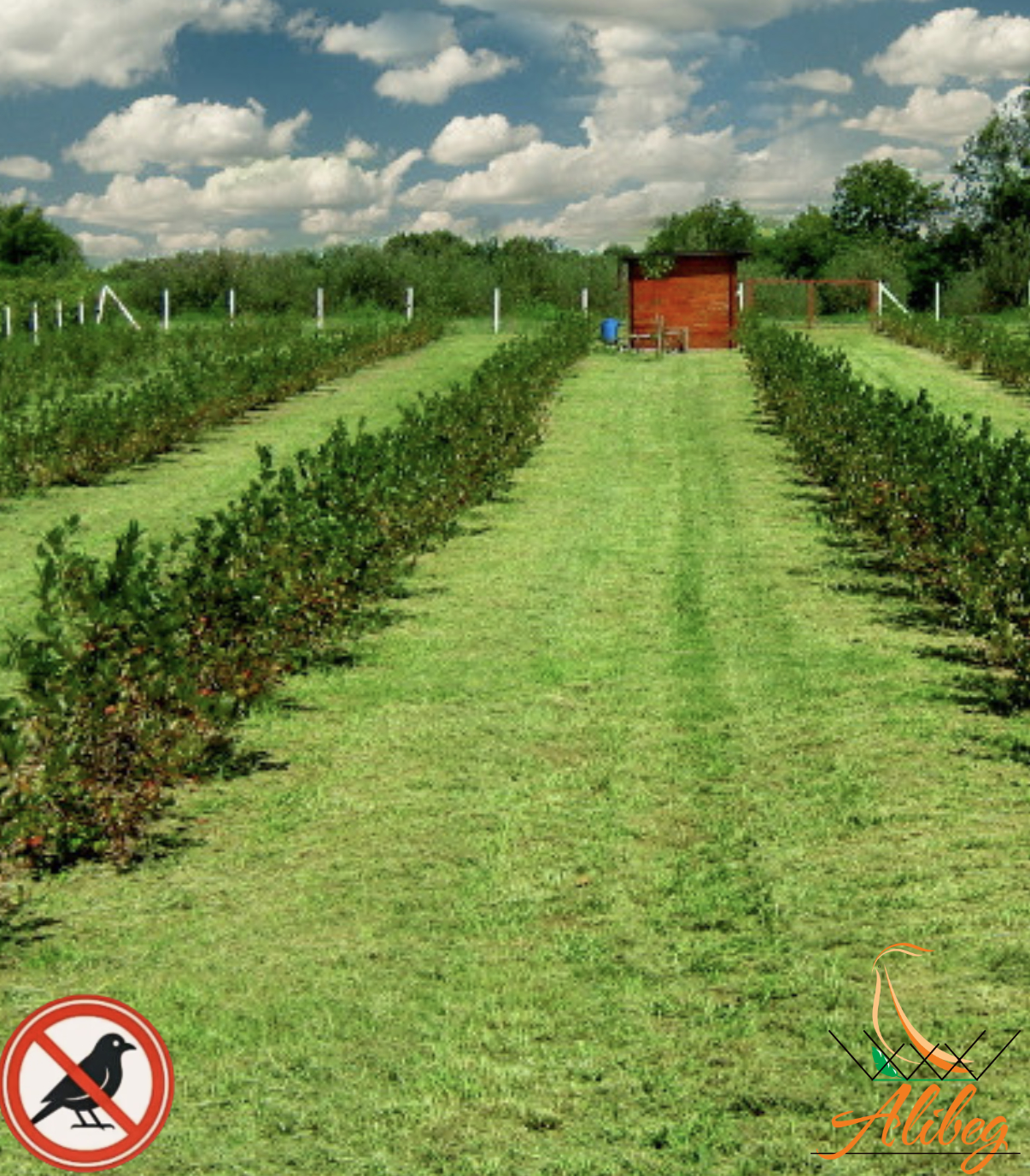 Zaštita poljoprivrednih usjeva od ptica